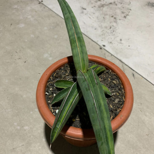 Sansevieria Pfisteri Variegated, real gallery image #2 plants. Picture taken directly from kaktus.id community Sansevieria farmer green houses.