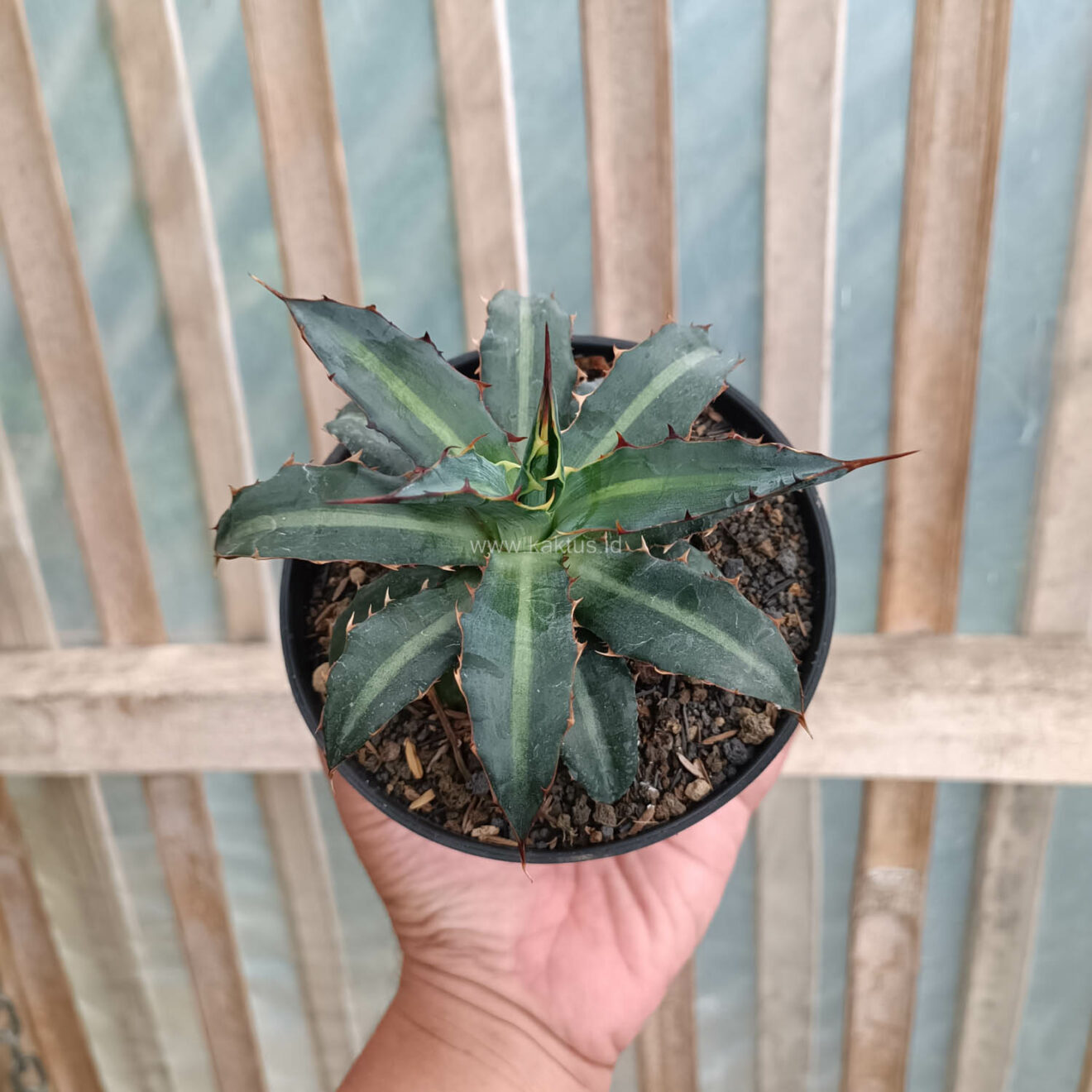 Agave Lophantha Splendida, real gallery image #7 plants. Picture taken directly from kaktus.id community Agave farmer green houses.