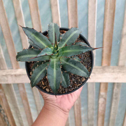 Agave Lophantha Splendida, real gallery image #6 plants. Picture taken directly from kaktus.id community Agave farmer green houses.