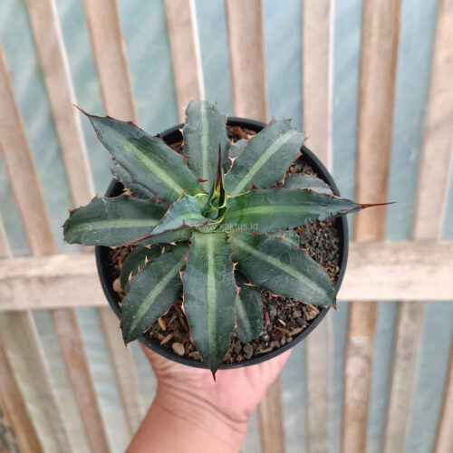 Agave Lophantha Splendida, real gallery image #5 plants. Picture taken directly from kaktus.id community Agave farmer green houses.