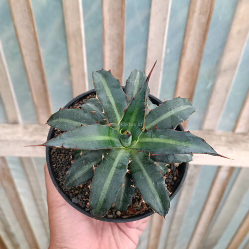 Agave Lophantha Splendida, real gallery image #4 plants. Picture taken directly from kaktus.id community Agave farmer green houses.