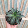Agave Lophantha Splendida, real gallery image #3 plants. Picture taken directly from kaktus.id community Agave farmer green houses.