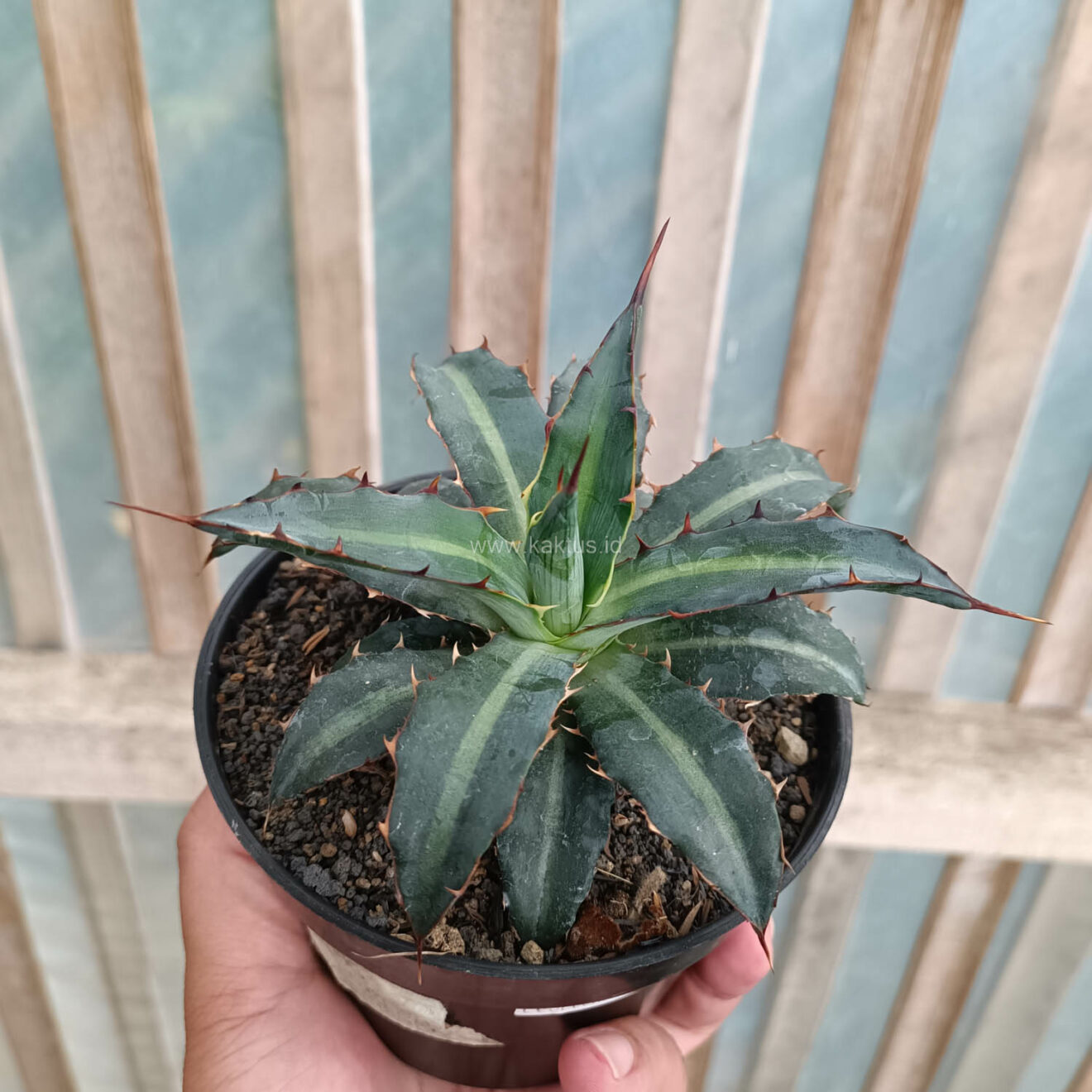 Agave Lophantha Splendida, real gallery image #2 plants. Picture taken directly from kaktus.id community Agave farmer green houses.