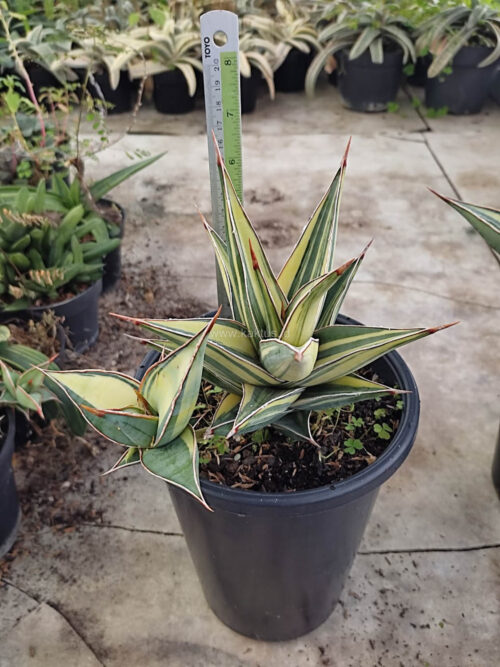 Sansevieria Pinguicula Variegated Height 17 Cm With Baby, real gallery image #5 plants. Picture taken directly from kaktus.id community Sansevieria farmer green houses.