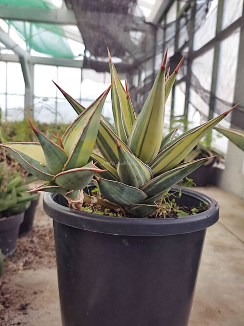 Sansevieria Pinguicula Variegated Height 17 Cm With Baby, real gallery image #4 plants. Picture taken directly from kaktus.id community Sansevieria farmer green houses.