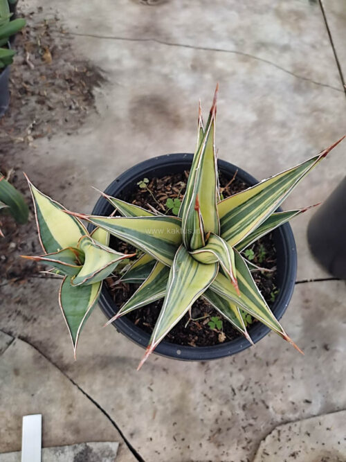 Sansevieria Pinguicula Variegated Height 17 Cm With Baby, real gallery image #3 plants. Picture taken directly from kaktus.id community Sansevieria farmer green houses.