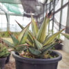 Sansevieria Pinguicula Variegated Height 17 Cm With Baby, real gallery image #2 plants. Picture taken directly from kaktus.id community Sansevieria farmer green houses.