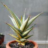 Sansevieria Pinguicula Variegated Height 25 Cm, real gallery image #3 plants. Picture taken directly from kaktus.id community Sansevieria farmer green houses.