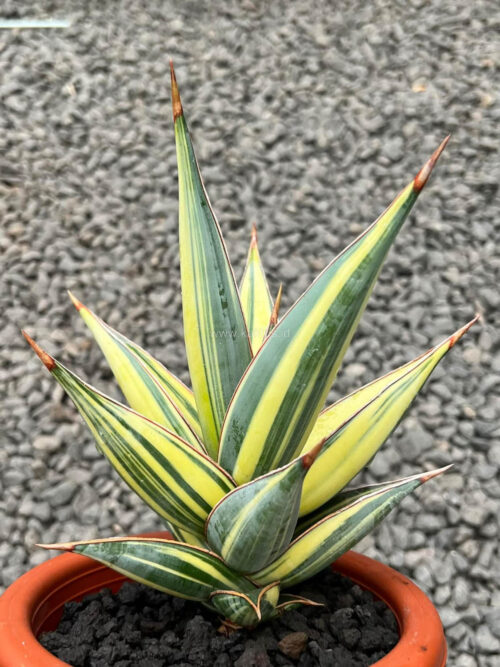 Sansevieria Pinguicula Variegated Height 25 Cm, real gallery image #2 plants. Picture taken directly from kaktus.id community Sansevieria farmer green houses.