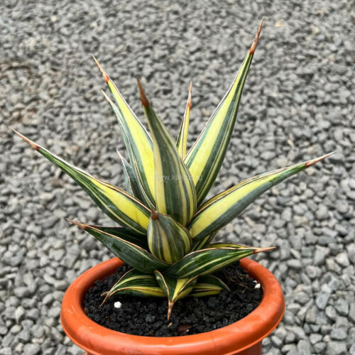 Sansevieria Pinguicula Variegated Height 25 Cm, real gallery image #1 plants. Picture taken directly from kaktus.id community Sansevieria farmer green houses.