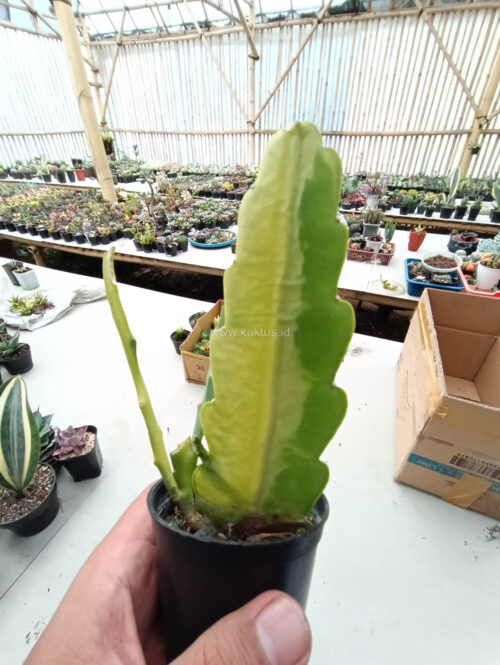 Disocactus Angulige Variegated / Fish Bone Cactus Variegated / Zig Zag Cactus Variegated, real gallery image #15 plants. Picture taken directly from kaktus.id community Disocactus farmer green houses.