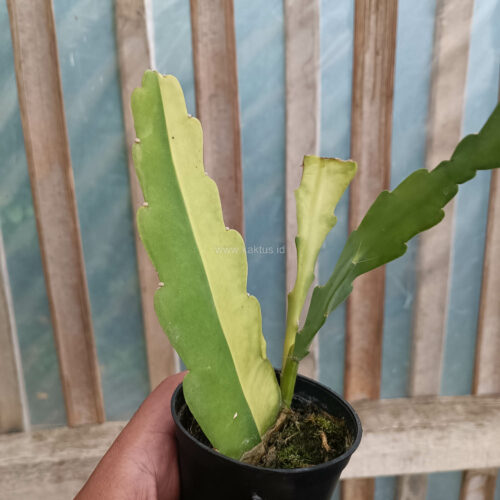 Disocactus Angulige Variegated / Fish Bone Cactus Variegated / Zig Zag Cactus Variegated, real gallery image #7 plants. Picture taken directly from kaktus.id community Disocactus farmer green houses.