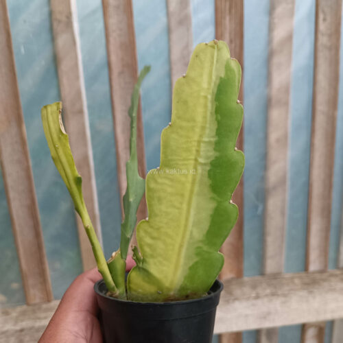 Disocactus Angulige Variegated / Fish Bone Cactus Variegated / Zig Zag Cactus Variegated, real gallery image #2 plants. Picture taken directly from kaktus.id community Disocactus farmer green houses.