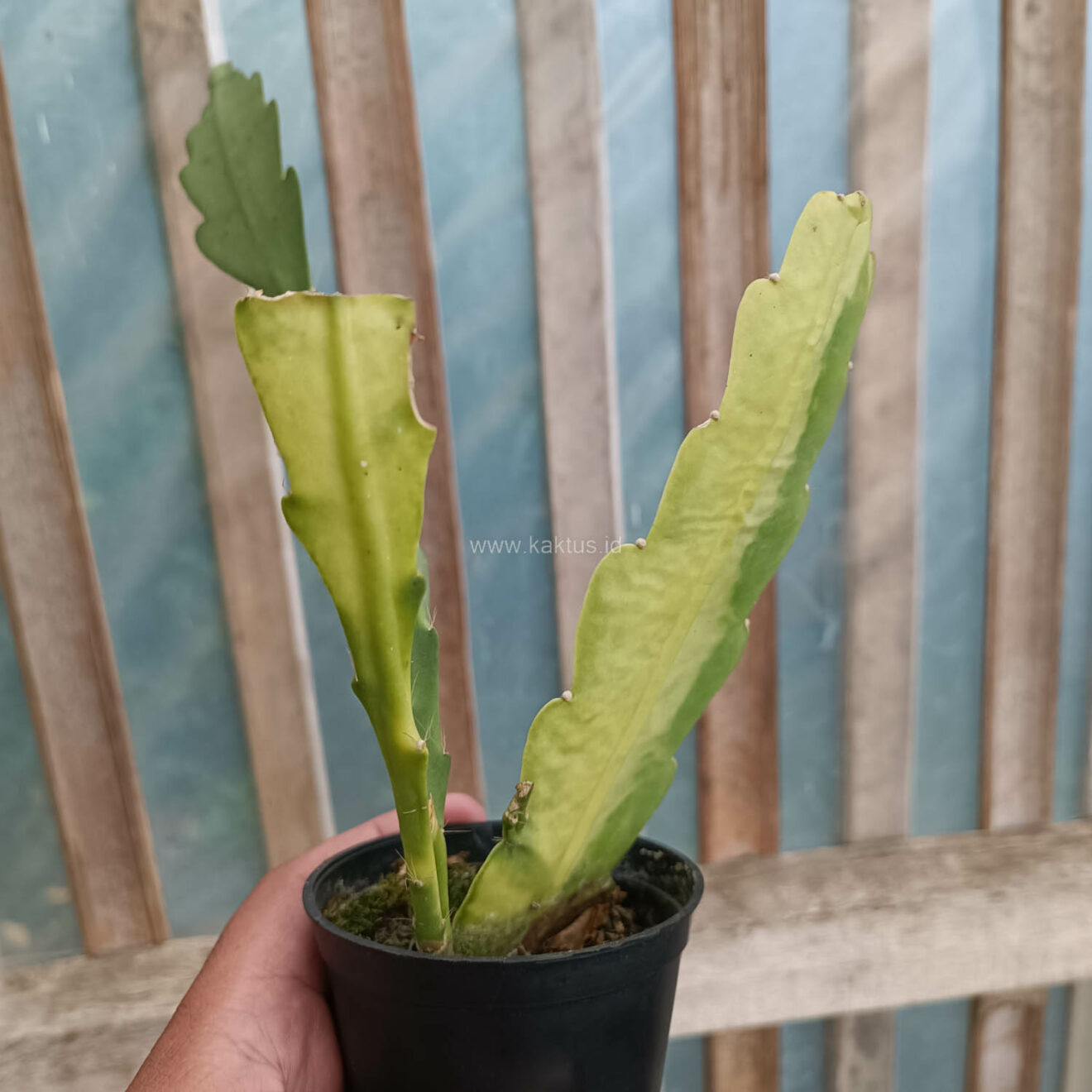 Disocactus Angulige Variegated / Fish Bone Cactus Variegated / Zig Zag Cactus Variegated, real gallery image #6 plants. Picture taken directly from kaktus.id community Disocactus farmer green houses.