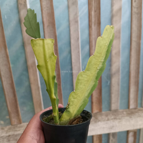 Disocactus Angulige Variegated / Fish Bone Cactus Variegated / Zig Zag Cactus Variegated, real gallery image #6 plants. Picture taken directly from kaktus.id community Disocactus farmer green houses.