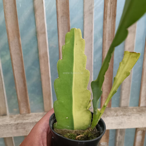Disocactus Angulige Variegated / Fish Bone Cactus Variegated / Zig Zag Cactus Variegated, real gallery image #5 plants. Picture taken directly from kaktus.id community Disocactus farmer green houses.