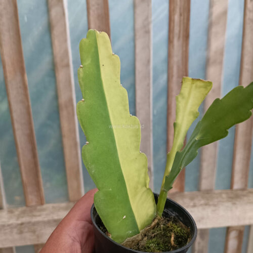 Disocactus Angulige Variegated / Fish Bone Cactus Variegated / Zig Zag Cactus Variegated, real gallery image #4 plants. Picture taken directly from kaktus.id community Disocactus farmer green houses.