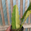 Disocactus Angulige Variegated / Fish Bone Cactus Variegated / Zig Zag Cactus Variegated, real gallery image #3 plants. Picture taken directly from kaktus.id community Disocactus farmer green houses.