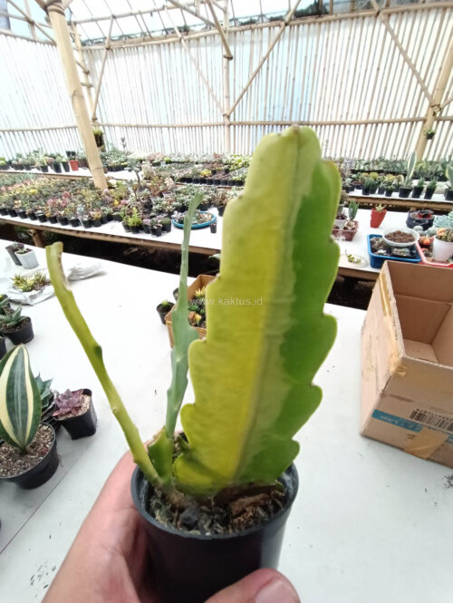 Disocactus Angulige Variegated / Fish Bone Cactus Variegated / Zig Zag Cactus Variegated, real gallery image #14 plants. Picture taken directly from kaktus.id community Disocactus farmer green houses.