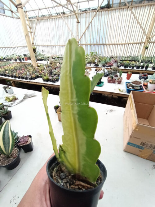 Disocactus Angulige Variegated / Fish Bone Cactus Variegated / Zig Zag Cactus Variegated, real gallery image #13 plants. Picture taken directly from kaktus.id community Disocactus farmer green houses.