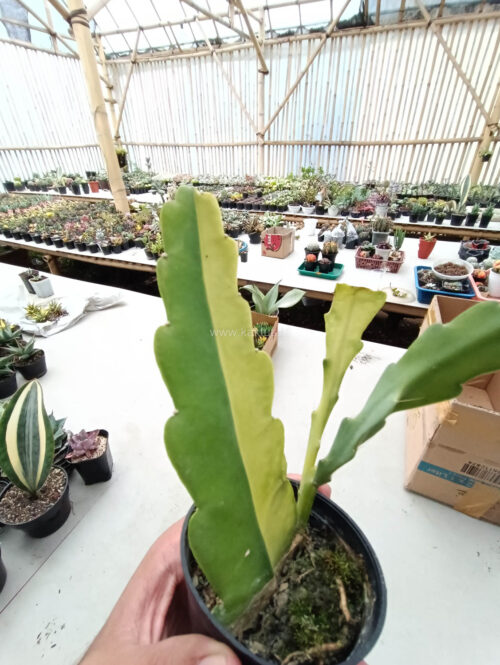 Disocactus Angulige Variegated / Fish Bone Cactus Variegated / Zig Zag Cactus Variegated, real gallery image #12 plants. Picture taken directly from kaktus.id community Disocactus farmer green houses.