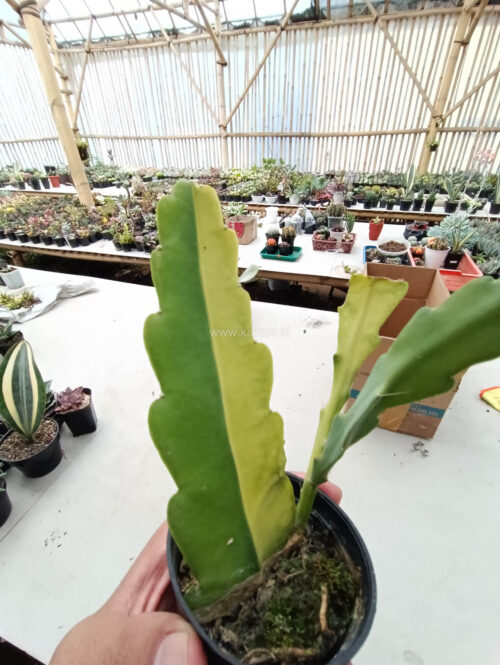 Disocactus Angulige Variegated / Fish Bone Cactus Variegated / Zig Zag Cactus Variegated, real gallery image #1 plants. Picture taken directly from kaktus.id community Disocactus farmer green houses.