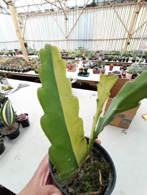 Disocactus Angulige Variegated / Fish Bone Cactus Variegated / Zig Zag Cactus Variegated, real gallery image #10 plants. Picture taken directly from kaktus.id community Disocactus farmer green houses.