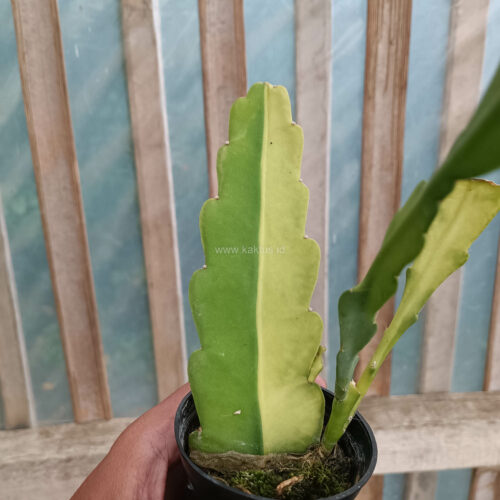 Disocactus Angulige Variegated / Fish Bone Cactus Variegated / Zig Zag Cactus Variegated, real gallery image #9 plants. Picture taken directly from kaktus.id community Disocactus farmer green houses.