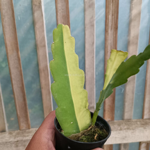 Disocactus Angulige Variegated / Fish Bone Cactus Variegated / Zig Zag Cactus Variegated, real gallery image #8 plants. Picture taken directly from kaktus.id community Disocactus farmer green houses.