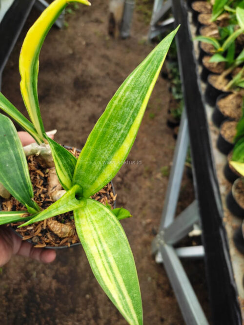 Sansevieria Sinegambica Variegated, real gallery image #1 plants. Picture taken directly from kaktus.id community Sansevieria farmer green houses.