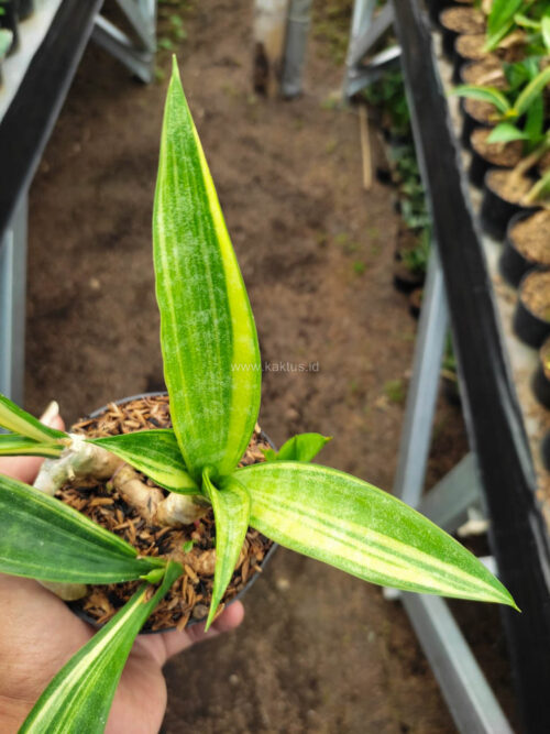 Sansevieria Sinegambica Variegated, real gallery image #5 plants. Picture taken directly from kaktus.id community Sansevieria farmer green houses.