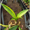 Sansevieria Sinegambica Variegated, real gallery image #4 plants. Picture taken directly from kaktus.id community Sansevieria farmer green houses.