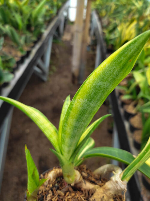 Sansevieria Sinegambica Variegated, real gallery image #3 plants. Picture taken directly from kaktus.id community Sansevieria farmer green houses.