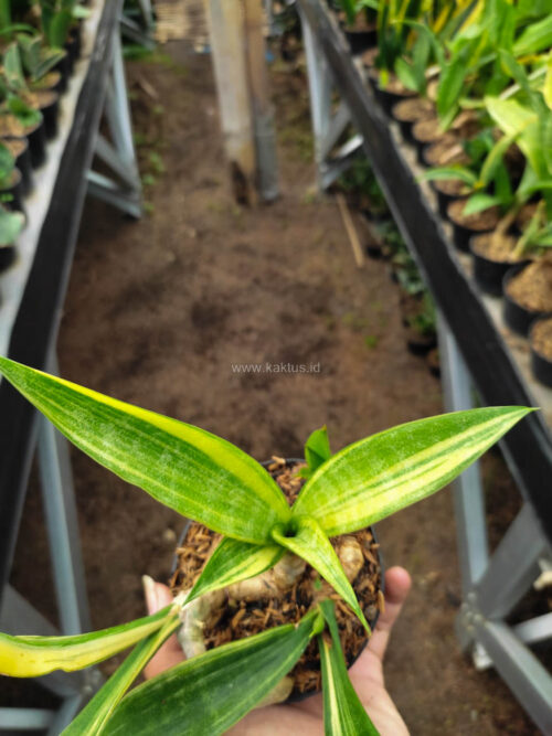 Sansevieria Sinegambica Variegated, real gallery image #2 plants. Picture taken directly from kaktus.id community Sansevieria farmer green houses.