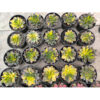 Echeveria Black Prince Variegated 20 Pcs, real feature image plant. Picture taken directly from kaktus.id community Echeveria farmer green houses.