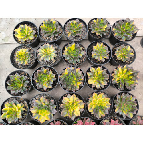 Echeveria Black Prince Variegated 20 Pcs