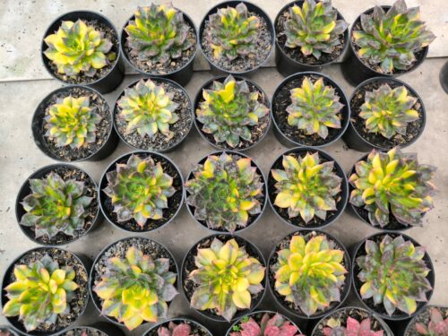 Echeveria Black Prince Variegated 20 Pcs, real gallery image #1 plants. Picture taken directly from kaktus.id community Echeveria farmer green houses.