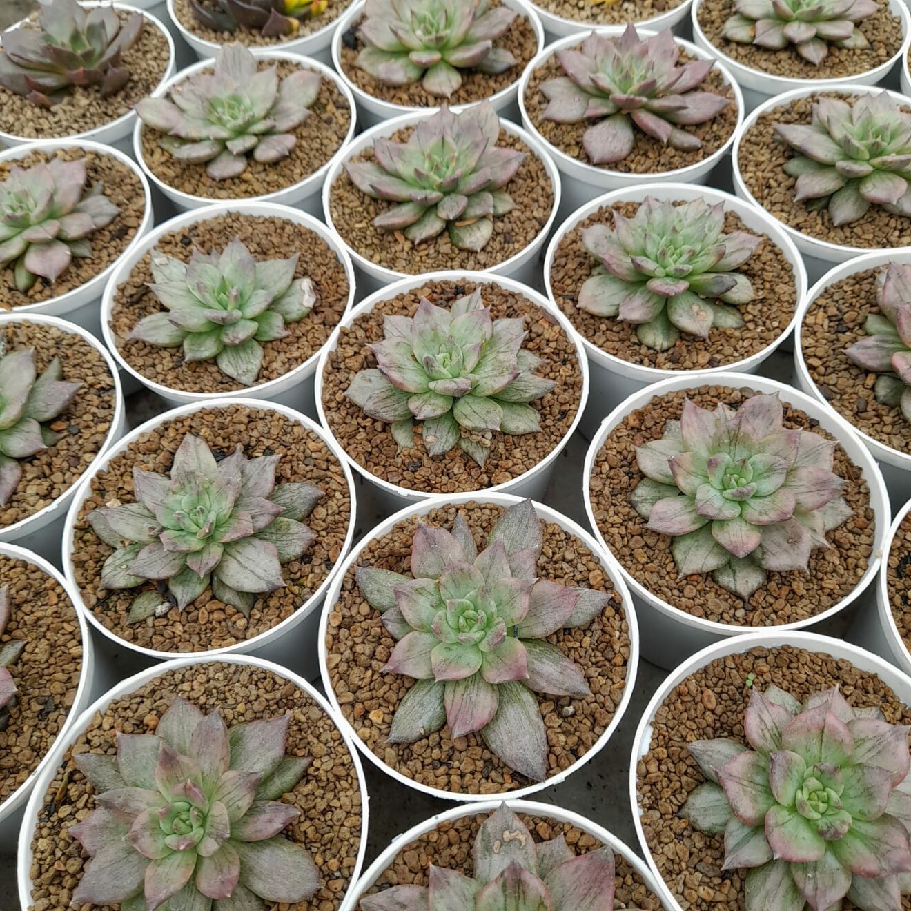 Echeveria Silver Prince 20 Pcs, real gallery image #1 plants. Picture taken directly from kaktus.id community Echeveria farmer green houses.