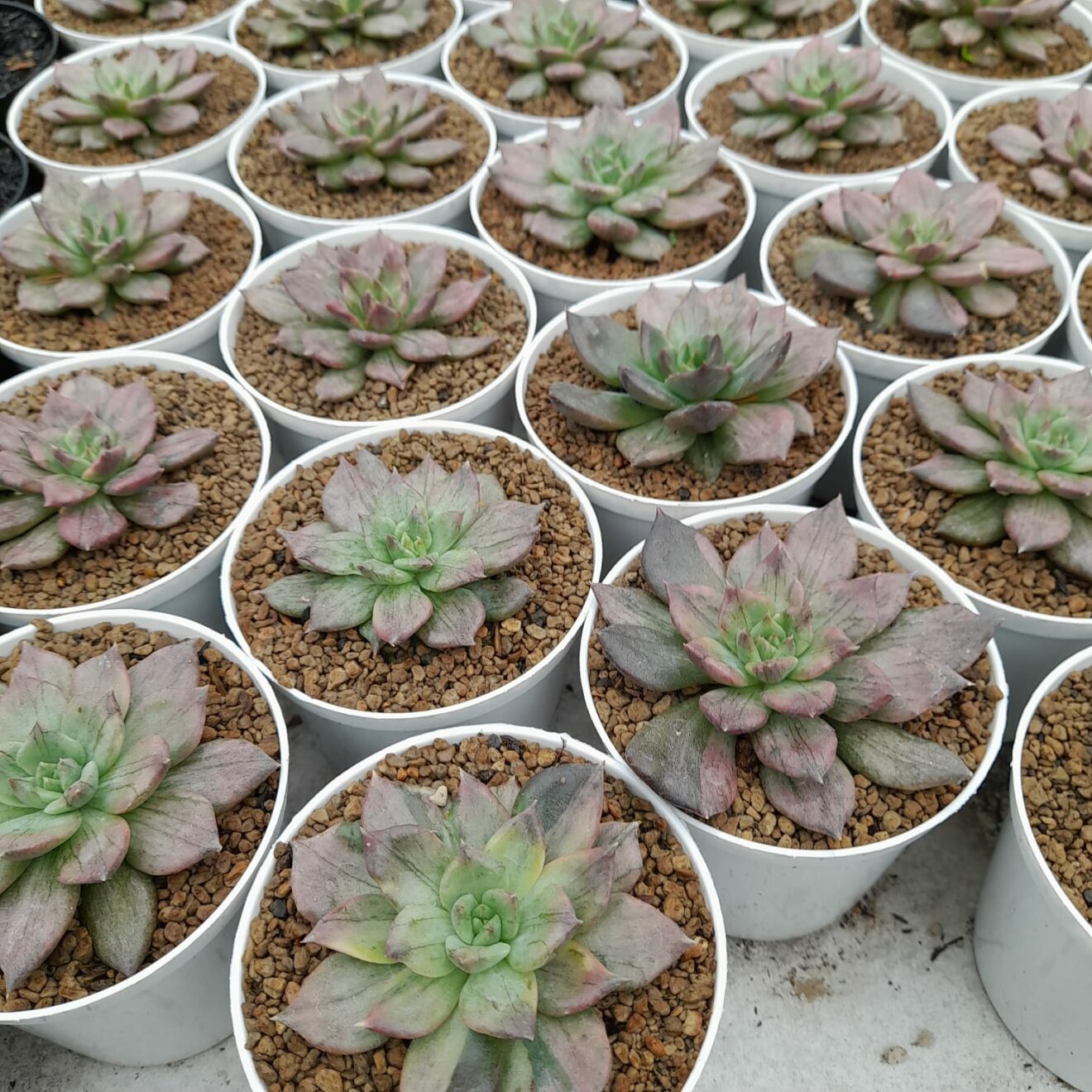 Echeveria Silver Prince 20 Pcs, real feature image plant. Picture taken directly from kaktus.id community Echeveria farmer green houses.