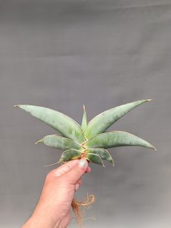 product-48746