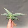 Sansevieria Banana Size 20 Cm