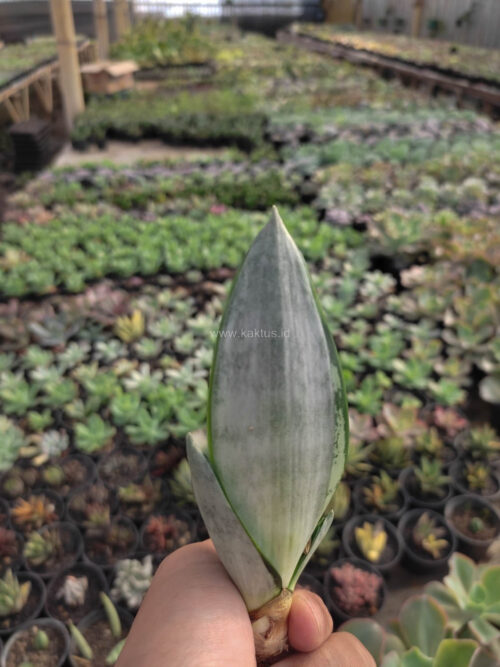 Sansevieria Starburst / Sansevieria Hahniii Green Ice, real gallery image #2 plants. Picture taken directly from kaktus.id community Sansevieria farmer green houses.