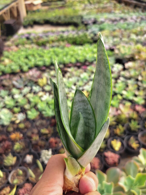 Sansevieria Starburst / Sansevieria Hahniii Green Ice, real gallery image #3 plants. Picture taken directly from kaktus.id community Sansevieria farmer green houses.