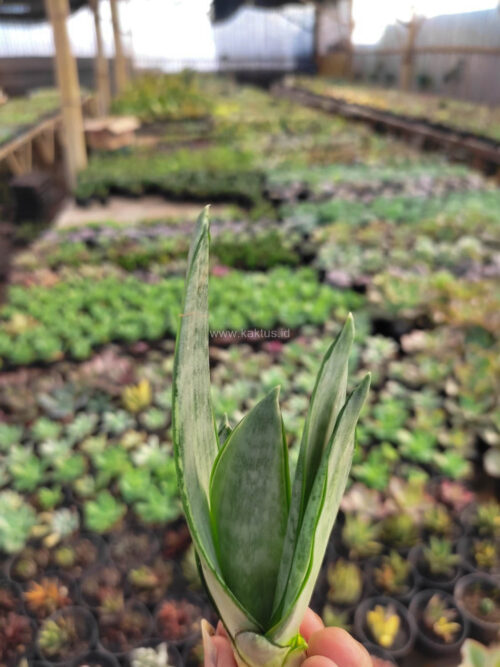 Sansevieria Starburst / Sansevieria Hahniii Green Ice, real gallery image #4 plants. Picture taken directly from kaktus.id community Sansevieria farmer green houses.