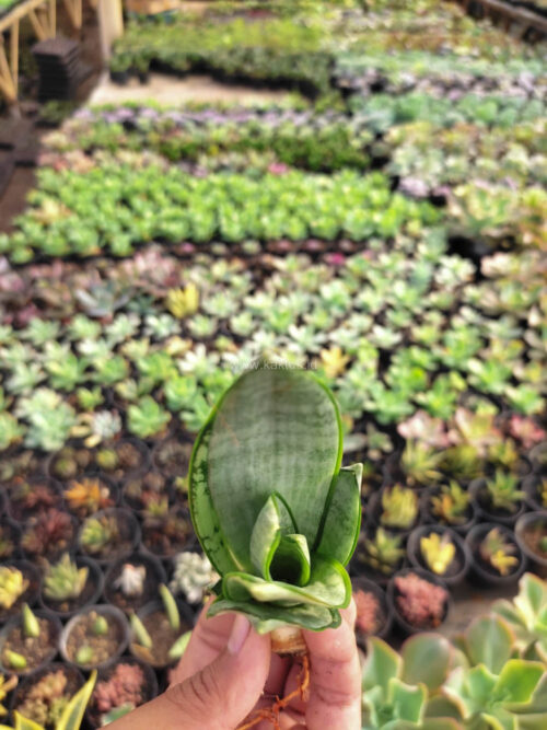 Sansevieria Starburst / Sansevieria Hahniii Green Ice, real gallery image #5 plants. Picture taken directly from kaktus.id community Sansevieria farmer green houses.
