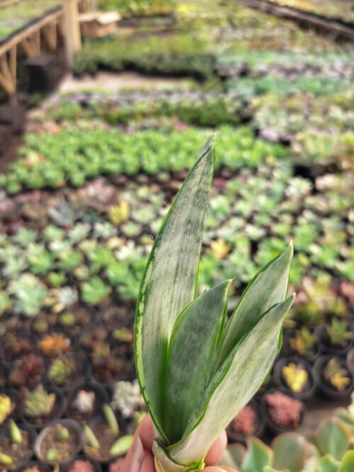 Sansevieria Starburst / Sansevieria Hahniii Green Ice, real gallery image #1 plants. Picture taken directly from kaktus.id community Sansevieria farmer green houses.