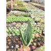 Sansevieria Starburst / Sansevieria Hahniii Green Ice, real feature image plant. Picture taken directly from kaktus.id community Sansevieria farmer green houses.