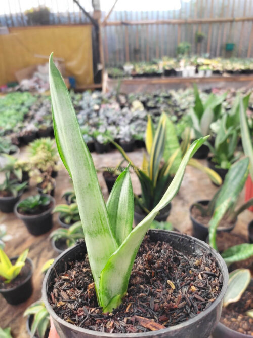 Sansevieria Silver Angel, real gallery image #2 plants. Picture taken directly from kaktus.id community Sansevieria farmer green houses.