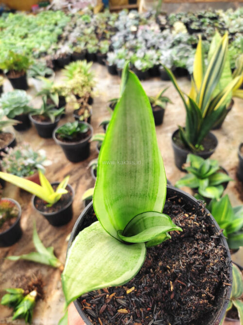 Sansevieria Silver Angel, real gallery image #3 plants. Picture taken directly from kaktus.id community Sansevieria farmer green houses.