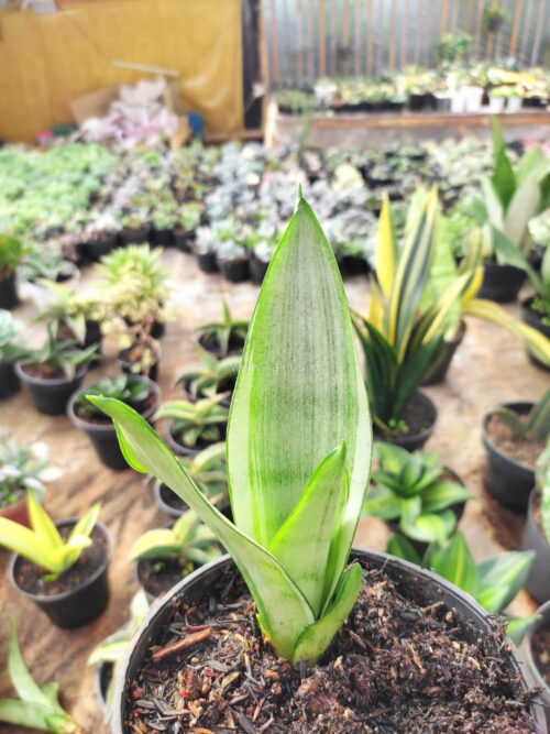 Sansevieria Silver Angel, real gallery image #4 plants. Picture taken directly from kaktus.id community Sansevieria farmer green houses.